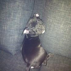 Staffordshire bull terrier Amy