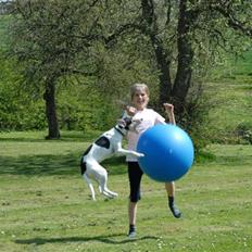Dansk svensk gaardhund Chvik