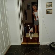 Dansk svensk gaardhund Chvik