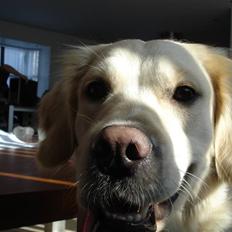 Golden retriever Coco