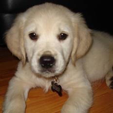 Golden retriever Coco