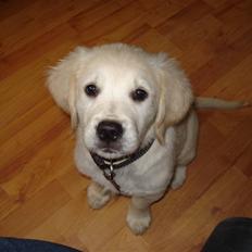 Golden retriever Coco