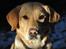 Labrador retriever Nordan's Smilla
