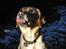 Labrador retriever Nordan's Smilla