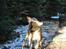 Labrador retriever Nordan's Smilla