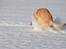 Labrador retriever Nordan's Smilla