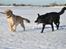 Labrador retriever Nordan's Smilla