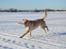 Labrador retriever Nordan's Smilla