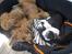 Airedale terrier Spicaway unbraced (Argo) - Jeg sover sammen med Simba.