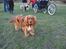 Blanding af racer (Cocker/Cavalier) Holly.