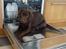 Labrador retriever KASJA * Solgt d.19 - 02 - 2012* - Kasja i opvaskemaskinen :-D  Dumme hund :-)
