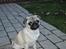 Mops Enya
