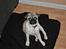 Mops Enya