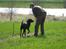Labrador retriever Balder SOLGT