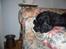Cocker spaniel Luca - der er intet bedre end at ligge i mormors sofa mums!