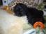 Cocker spaniel Luca