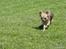 Chihuahua Tilde's Lilli