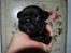 Fransk bulldog LouLou - LouLou meget meget lille :D
