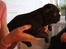Fransk bulldog LouLou - LouLou ca 5 uger :)