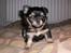 Chihuahua amy von mandaley