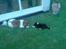 Shetland sheepdog coco - coco og mickey lejer !!! coco som helt lille