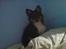 Shetland sheepdog coco - coco som baby
