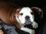 Engelsk bulldog R.I.P...Fie