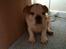 Engelsk bulldog R.I.P...Fie