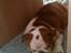 Engelsk bulldog R.I.P...Fie