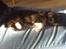 Shetland sheepdog coco - da vi var ude og se ham