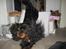 Cavalier king charles spaniel Johnny - Hahahah