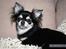 Chihuahua Kehla - UnikChihuahuas Coco - moren Adelina´s Phoebe