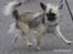 Chihuahua Kehla - UnikChihuahuas Coco - faren Dream´s Alonzo