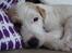 Parson russell terrier Uggi Winn Røgild´s