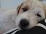 Parson russell terrier Uggi Winn Røgild´s