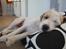 Parson russell terrier Uggi Winn Røgild´s