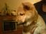 Shiba Max