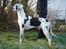 Grand danois DKCH Great Bel´s Quintus