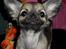 Chihuahua Kehla - UnikChihuahuas Coco