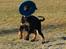 Dobermann GOF Fearless Fiona