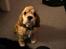 Amerikansk cocker spaniel Jamie - Hundeøjne?