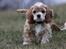 Amerikansk cocker spaniel Jamie - Jamse d. 8. februar 2011