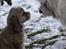 Amerikansk cocker spaniel Jamie - Jamie og Murphy