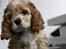 Amerikansk cocker spaniel Jamie - Min dejlige dreng d. 2. marts 2011