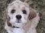 Amerikansk cocker spaniel Jamie - Jamie d. 18. marts 2011