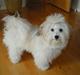 Coton de tulear BOBBI