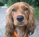 Blanding af racer (Cocker/Cavalier) Holly.