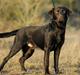 Labrador retriever sofus