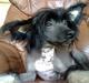 Chinese crested hårløs Eddie