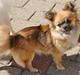 Chihuahua brinda